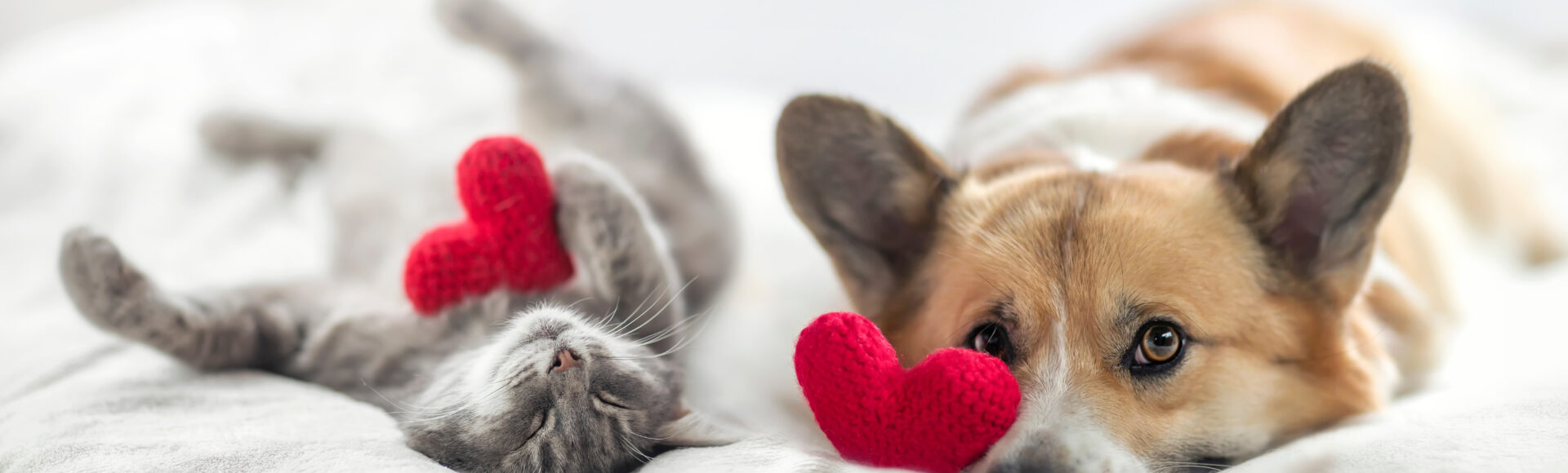 cute cat and corgi dog are lying on a white bed together surrounded by knitted red hearts